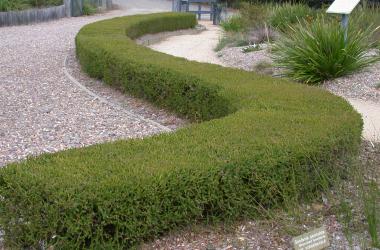 Image of Eurobodalla Botanic Gardens