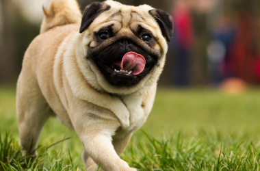 Image of Dog Friendly